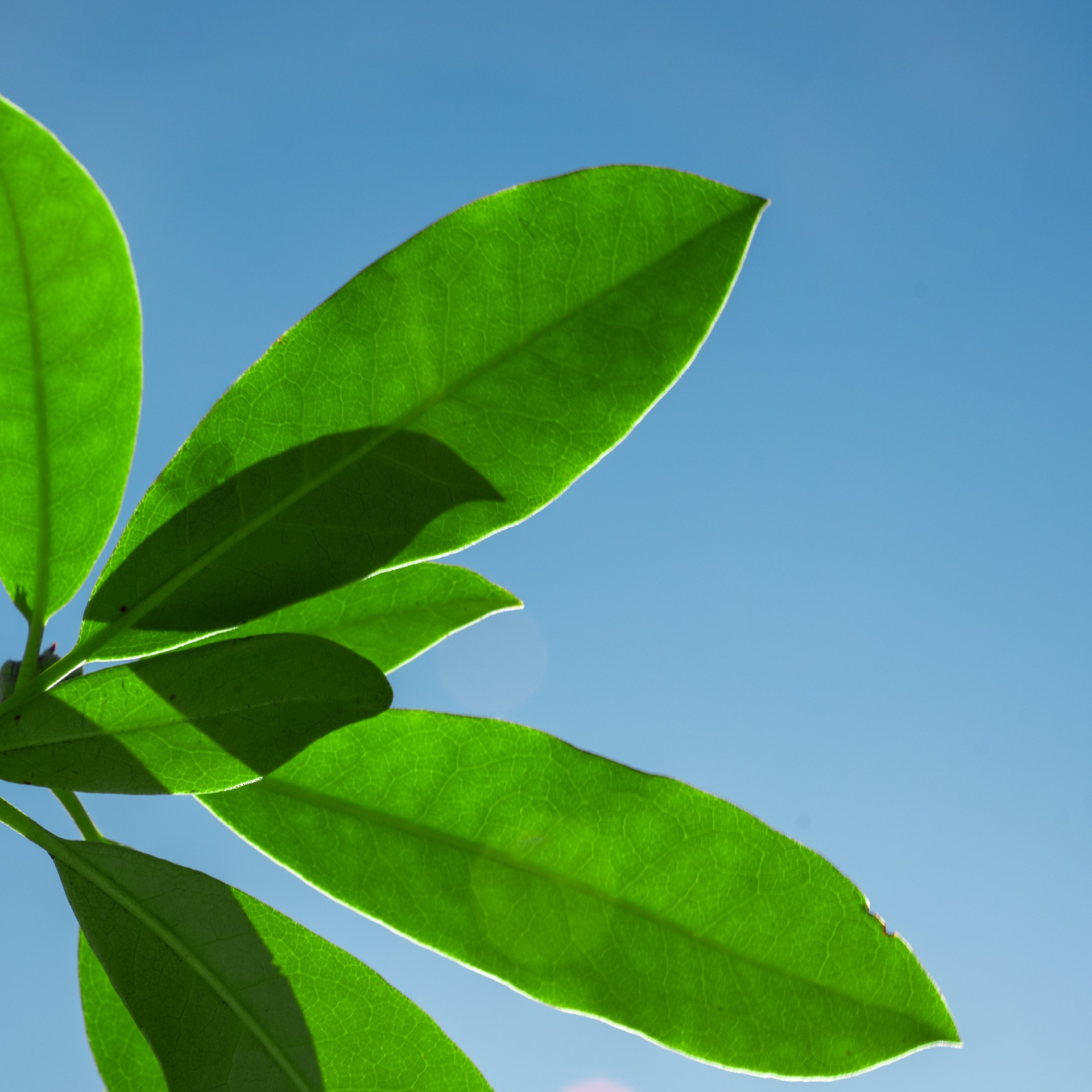 Close-up of green rhododendron leaf against clear blue sky