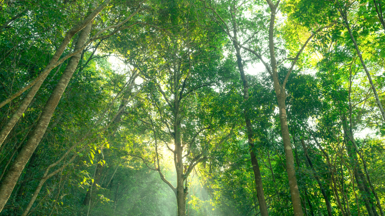 Sunlight streaming through a dense green forest canopy