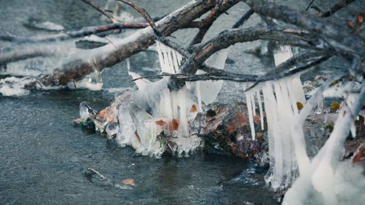 Icicles hang from a tree branch over frozen water with trapped leaves.