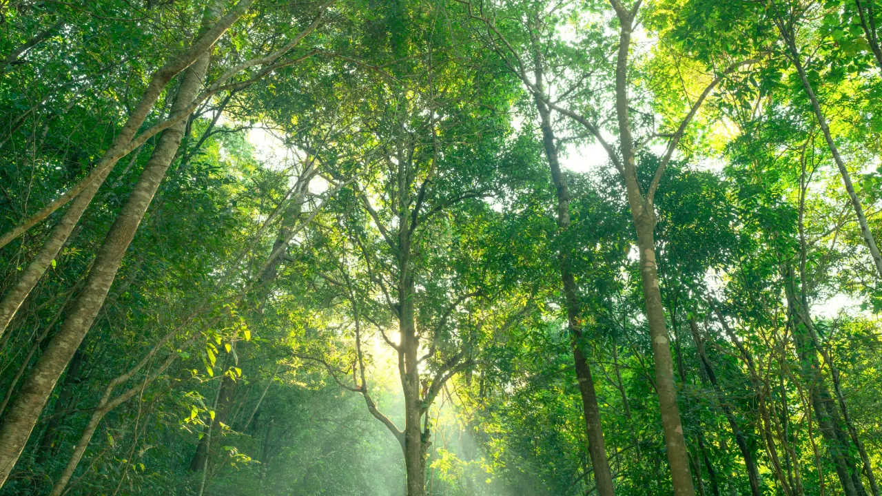 Sunlight streaming through a dense green forest canopy