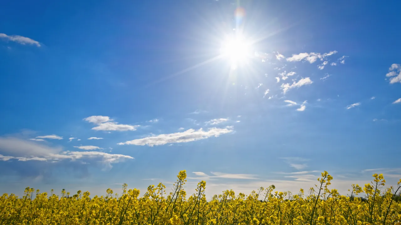 Bright sun over a blue sky above yellow flowering field
