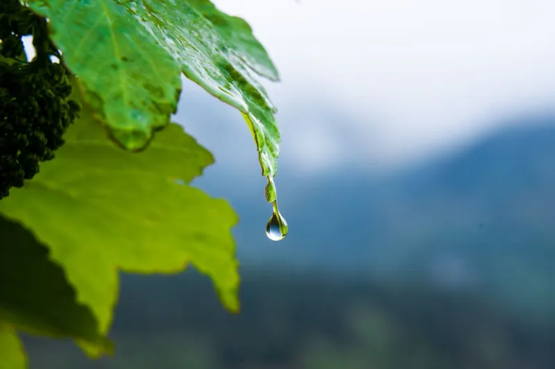 Close-up of water droplet at the end of a sycamore leaf