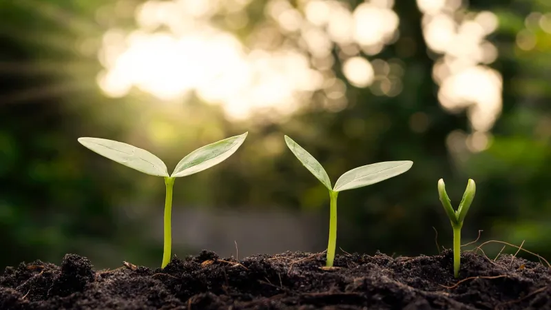 Three seedlings viewed from the side, newly emerged from the soil