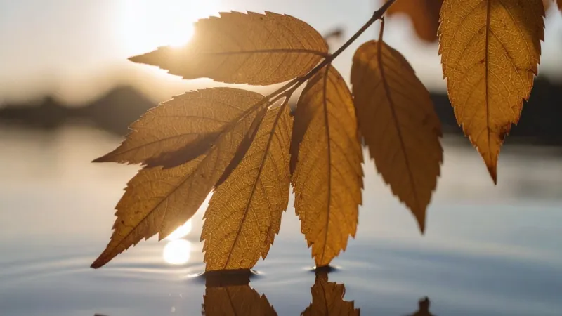 Autumn leaves glowing in warm sunlight above calm water.
